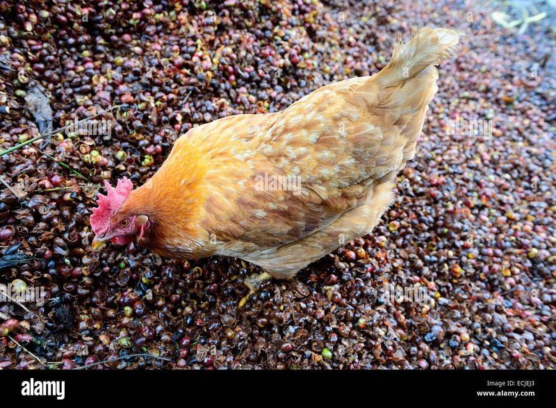 Chicken road game - Descubre la emoción de Chicken Road en España, el juego de azar número uno
